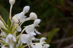 White fringed orchid